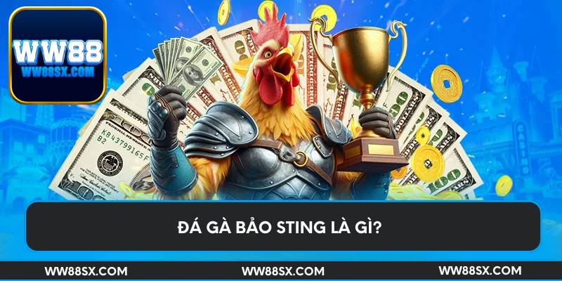 Đá gà Bảo Sting là gì?