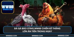 da-ga-bao-sting-ww88-chien-ke-thang-lon-an-tien-trong-ngay