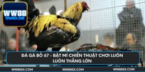 da-ga-bo-67-bat-mi-chien-thuat-choi-luon-luon-thang-lon